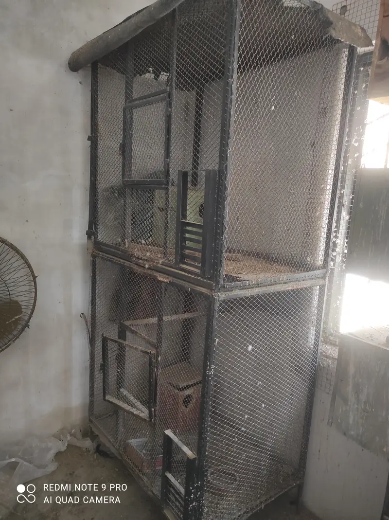 parrots cage good quality best for ringneck cocktail finches other — photo 4