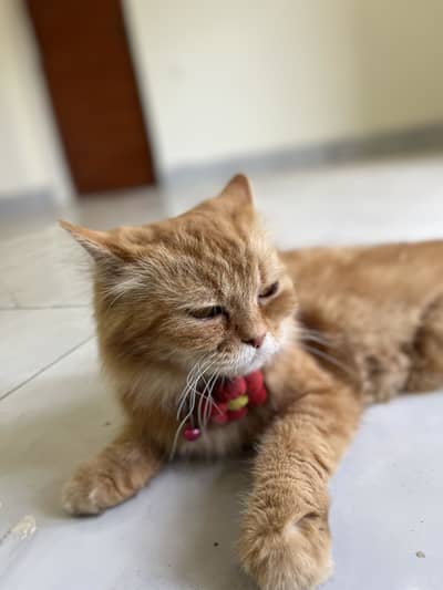 Persion cat double coat brown colour