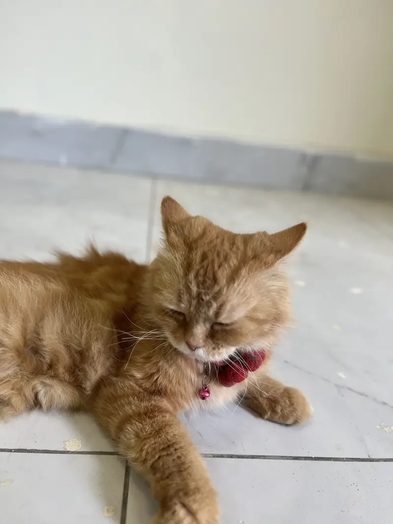 Persian cat double coat brown colour — photo 3