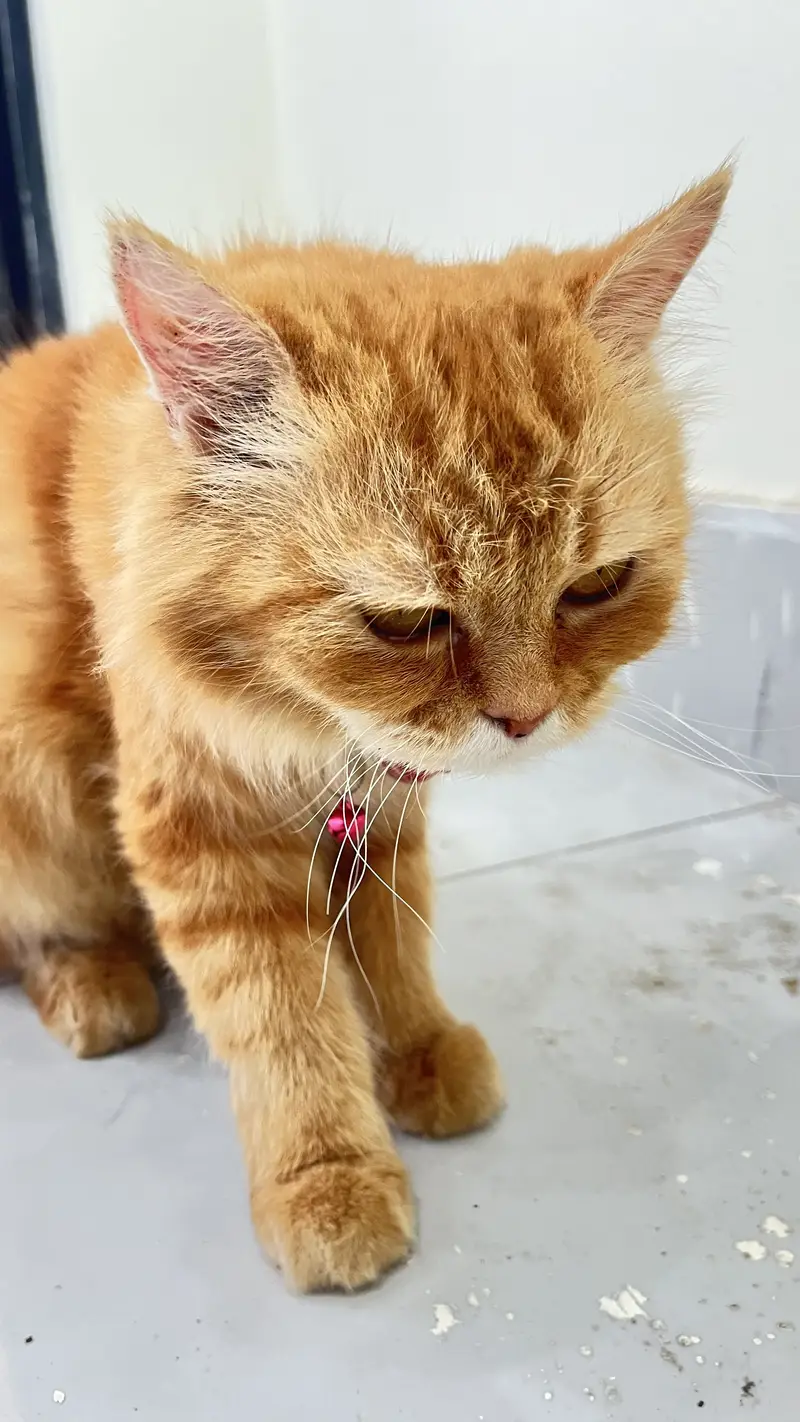Persian cat double coat brown colour — photo 4