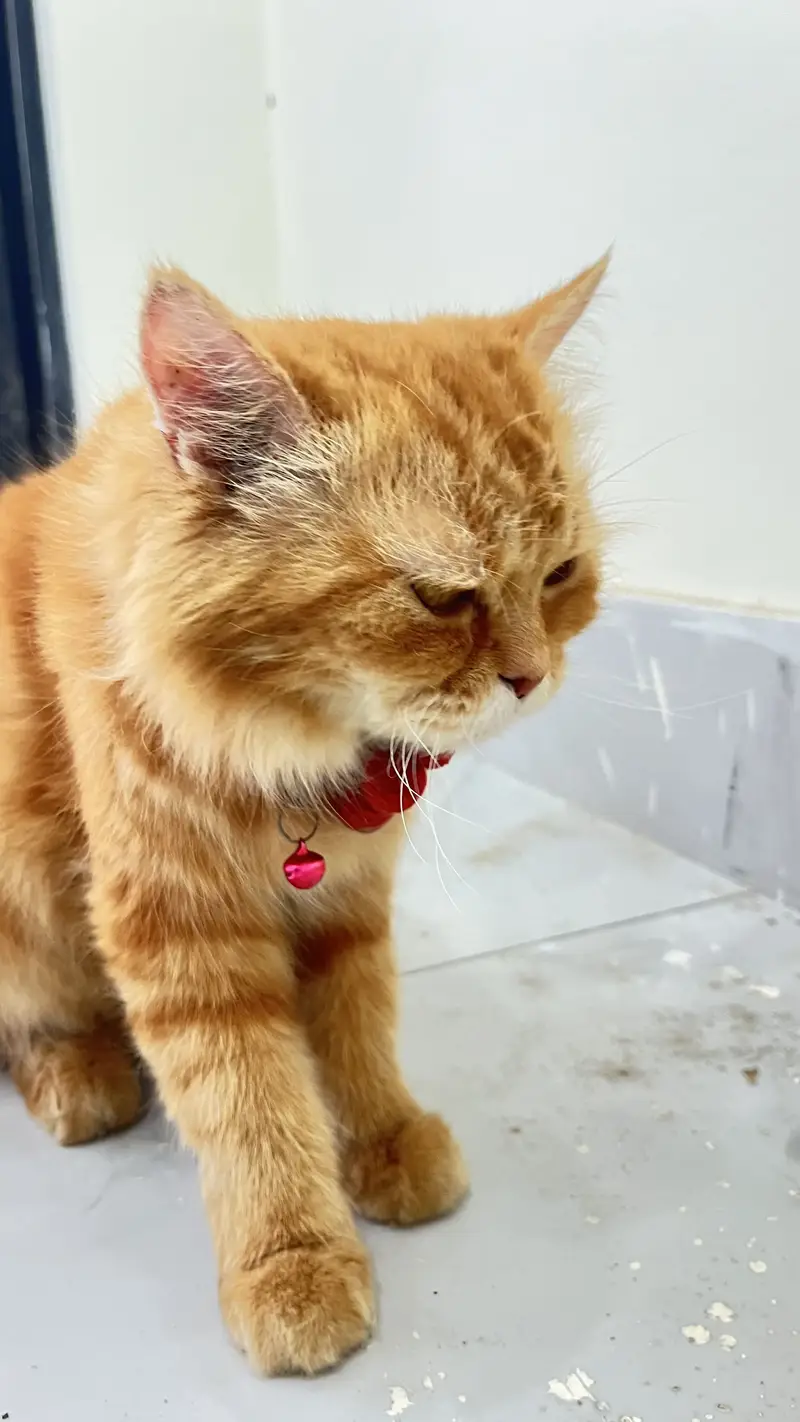 Persian cat double coat brown colour — photo 5