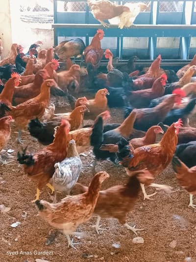 golden 5 month old hens available for sale