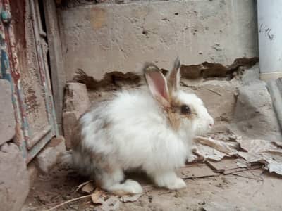 Female rabbit (angora cross)