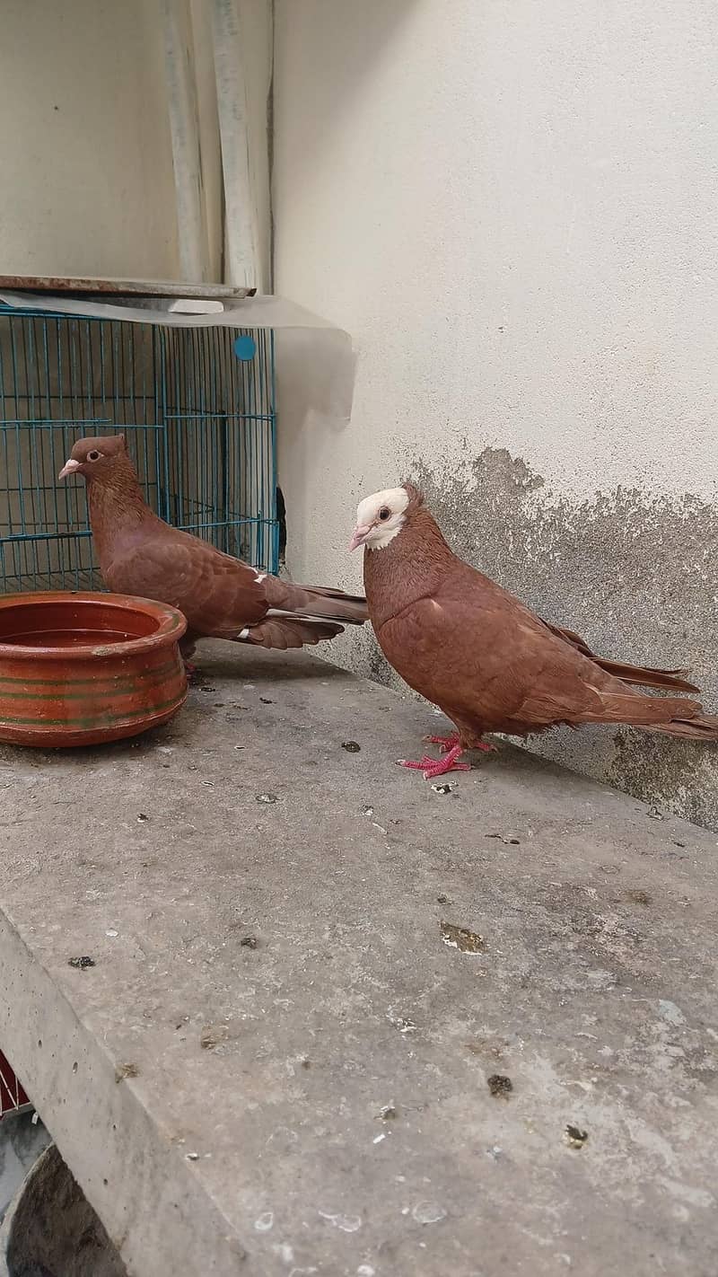 multani joggi pair 0