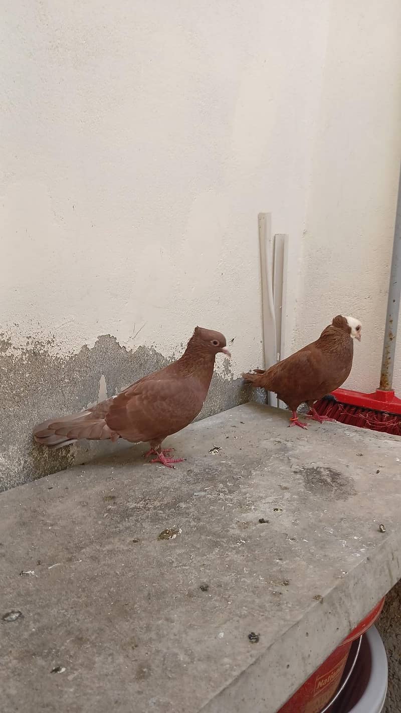 multani joggi pair 1