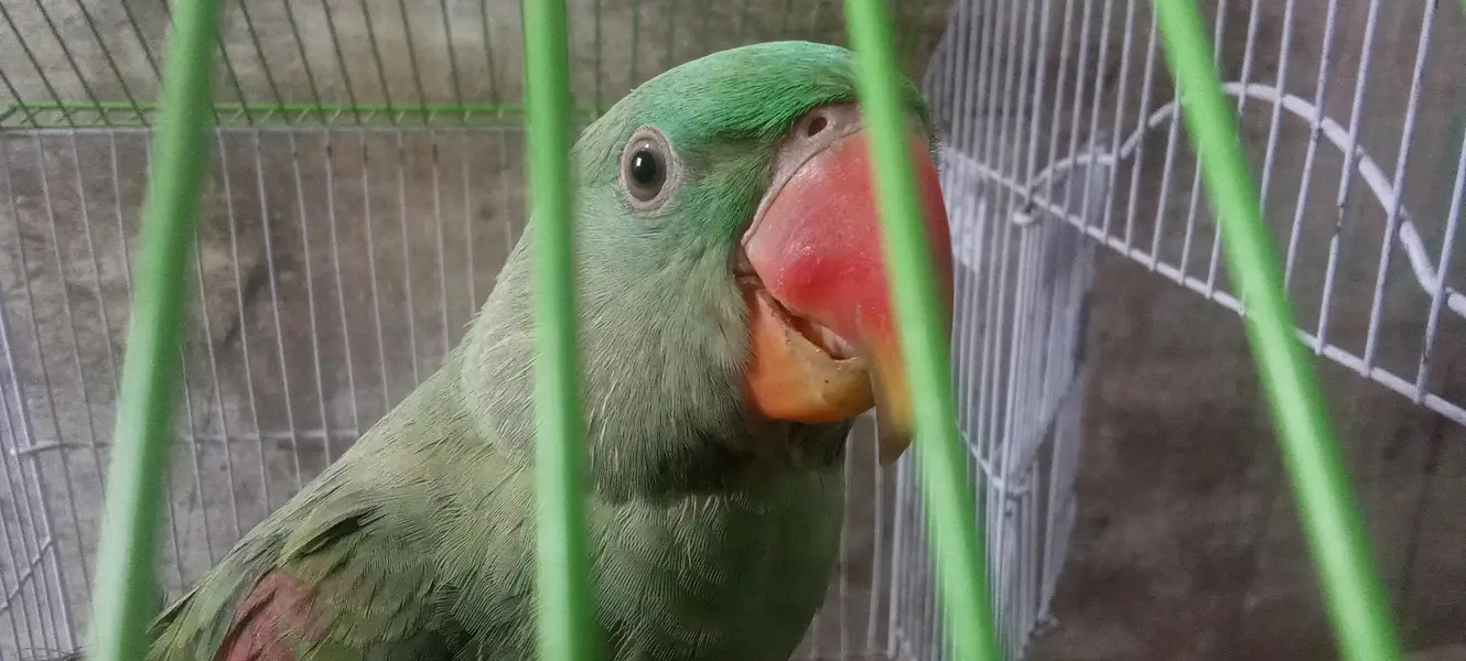 Alexander Raw kasmiri parrot — photo 2