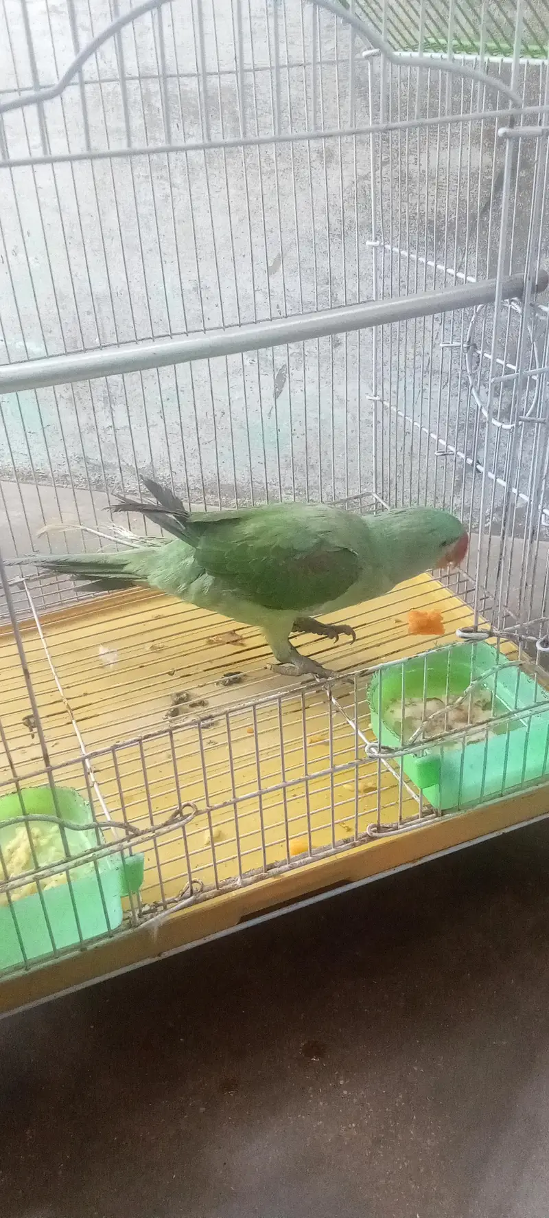 Alexander Raw kasmiri parrot — photo 3
