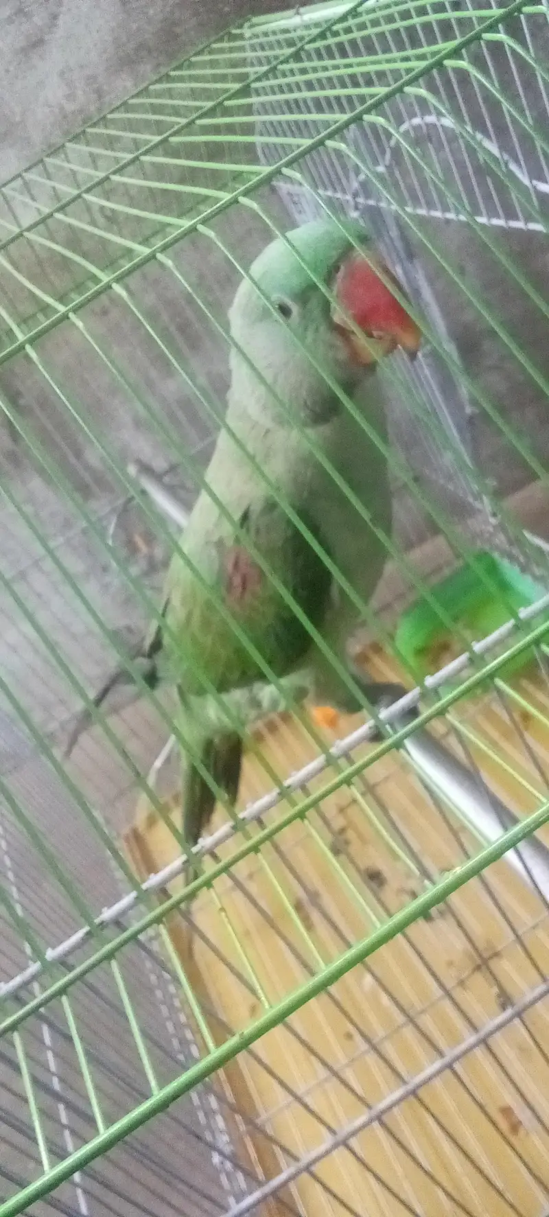 Alexander Raw kasmiri parrot — photo 4