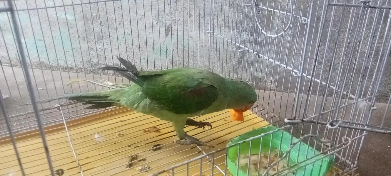Alexander Raw kasmiri parrot — photo 5