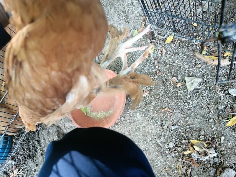chick 0