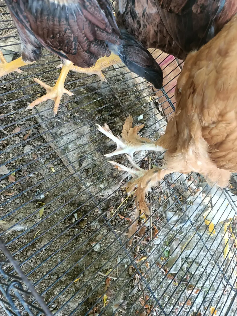 chick — photo 2