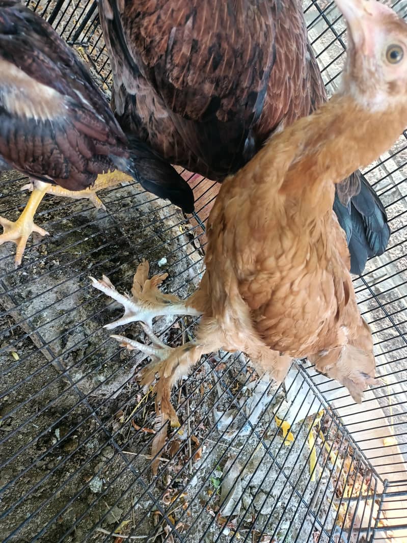 chick 2