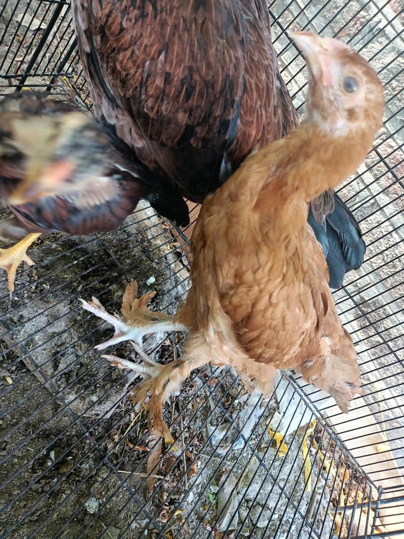 chick 3