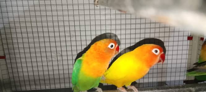 Love birds age 8+ months 1 yellow  and 2 green pair 1 ka price 2500