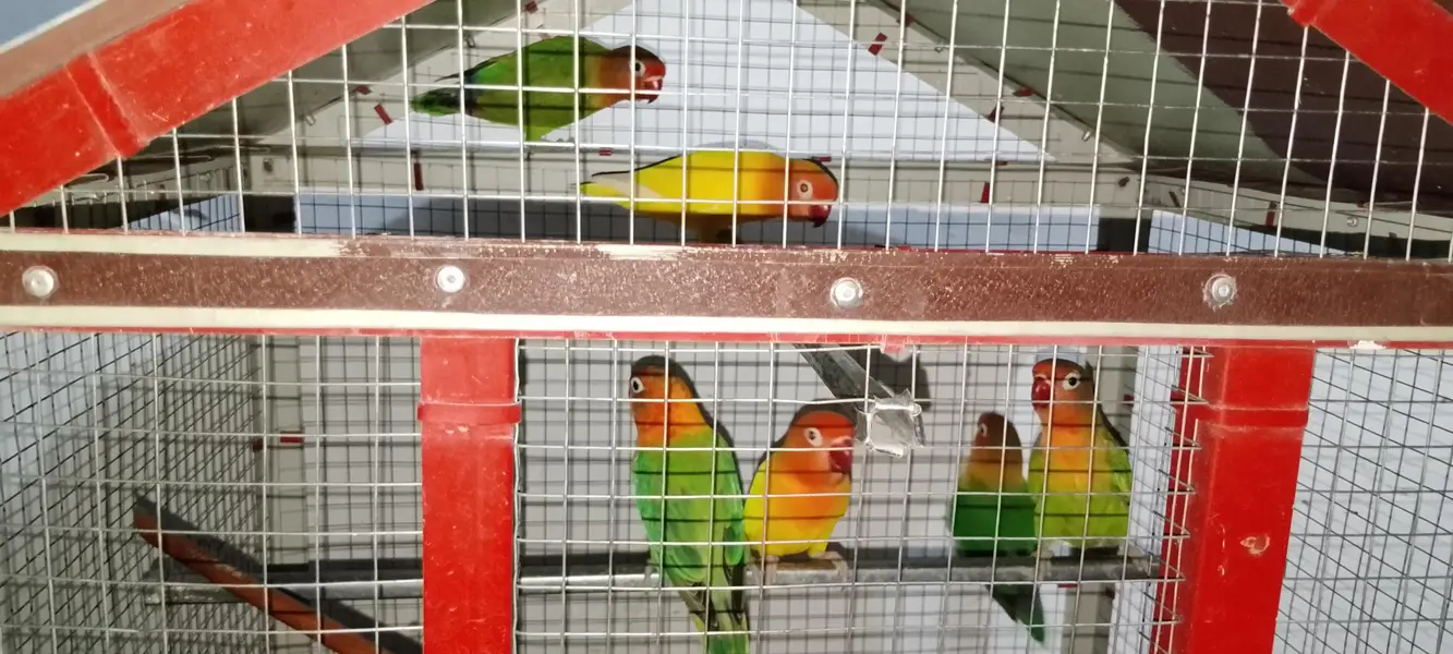 Love birds age 8+ months 1 yellow  and 2 green pair 1 ka price 2500 — photo 2