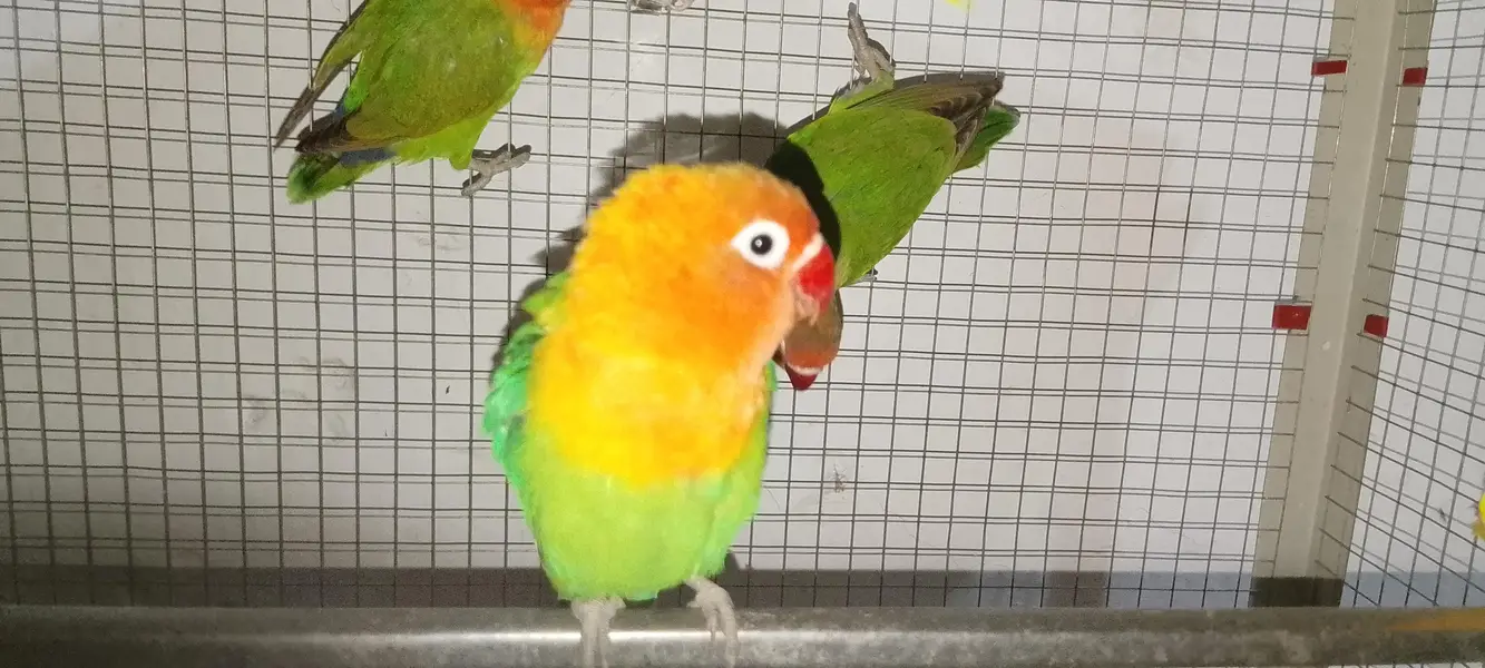 Love birds age 8+ months 1 yellow  and 2 green pair 1 ka price 2500 — photo 3
