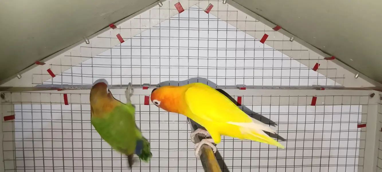 Love birds age 8+ months 1 yellow  and 2 green pair 1 ka price 2500 — photo 4