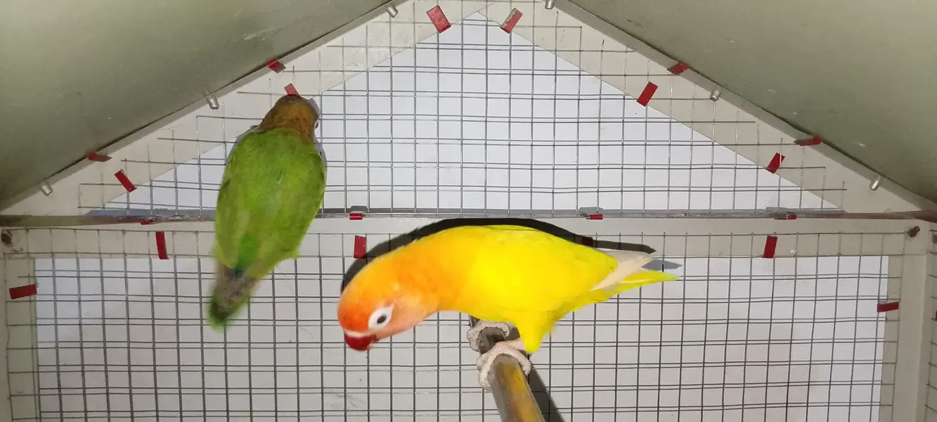 Love birds age 8+ months 1 yellow  and 2 green pair 1 ka price 2500 — photo 5
