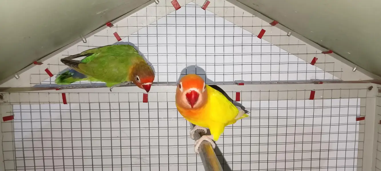 Love birds age 8+ months 1 yellow  and 2 green pair 1 ka price 2500 — photo 6