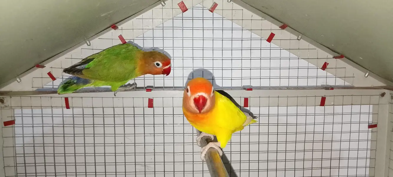 Love birds age 8+ months 1 yellow  and 2 green pair 1 ka price 2500 — photo 7