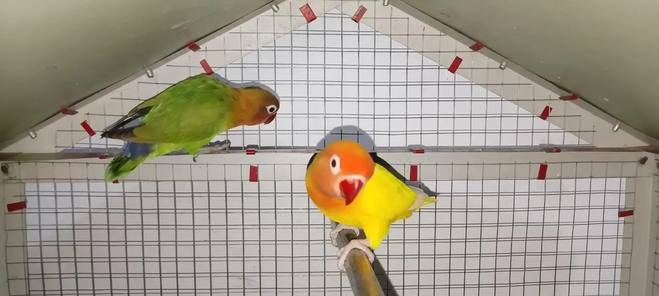 Love birds age 8+ months 1 yellow  and 2 green pair 1 ka price 2500 — photo 8