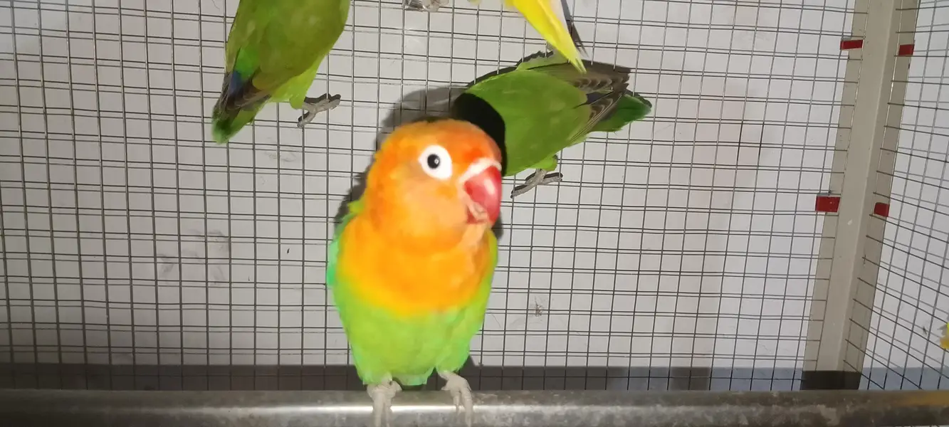 Love birds age 8+ months 1 yellow  and 2 green pair 1 ka price 2500 — photo 9