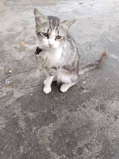 3 vaccine lagi hai