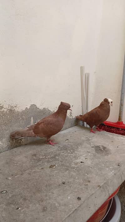 multani joggi pigeon pair