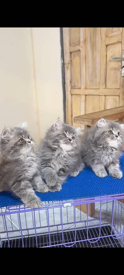Quality Persian cat & Kittens Male & female    323 0930380 WhatsApp
