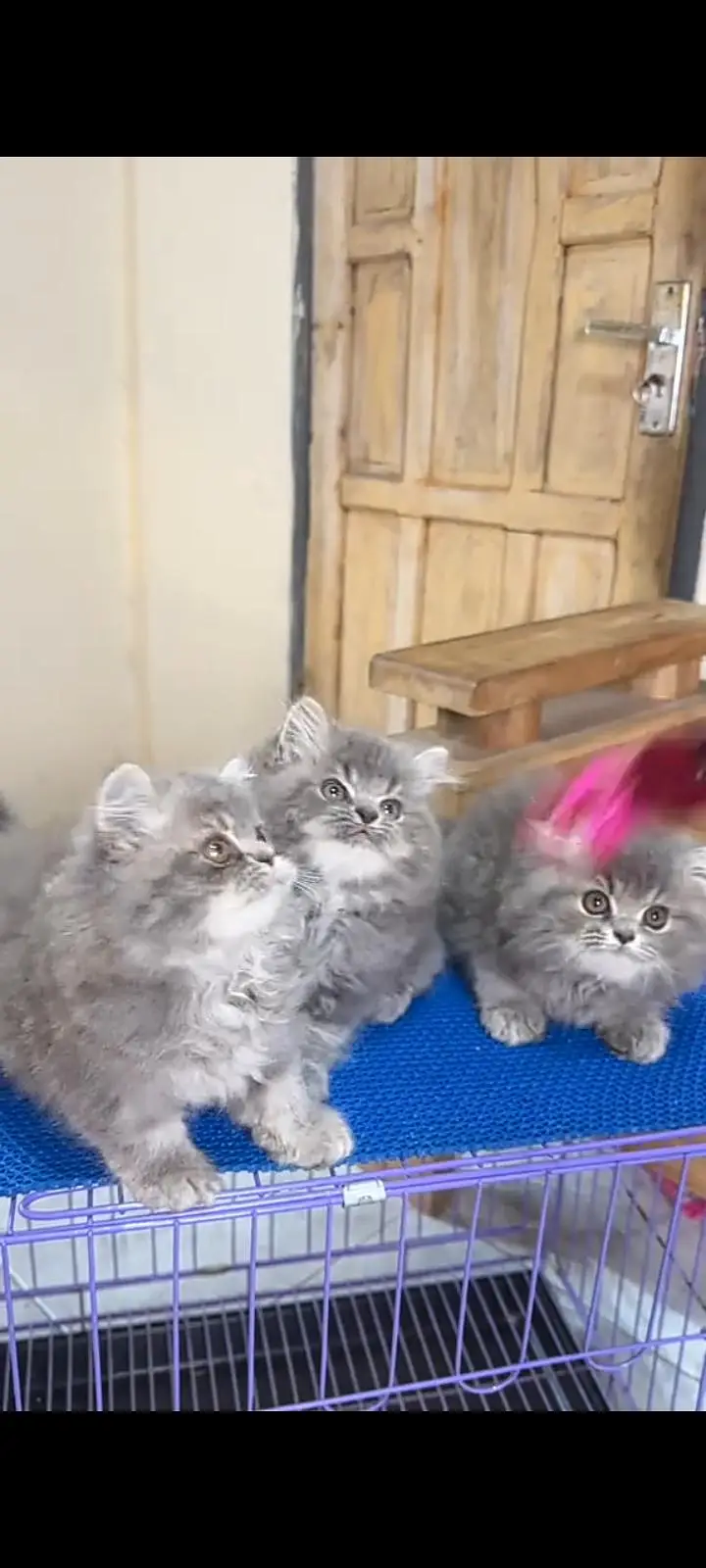 Quality Persian cat & Kittens Male & female    323 0930380 WhatsApp — photo 2