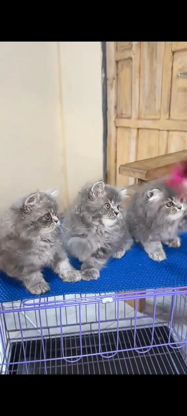 Quality Persian cat & Kittens Male & female    323 0930380 WhatsApp — photo 3
