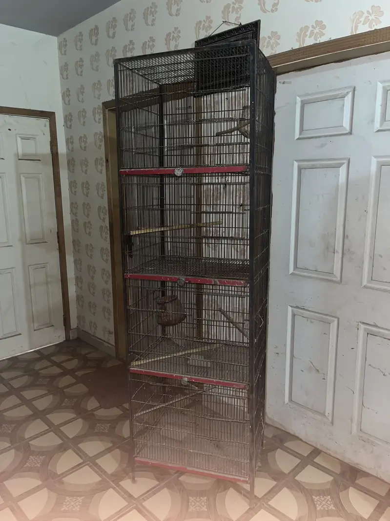 Cage for hen,parrots or any other bird… — photo 3