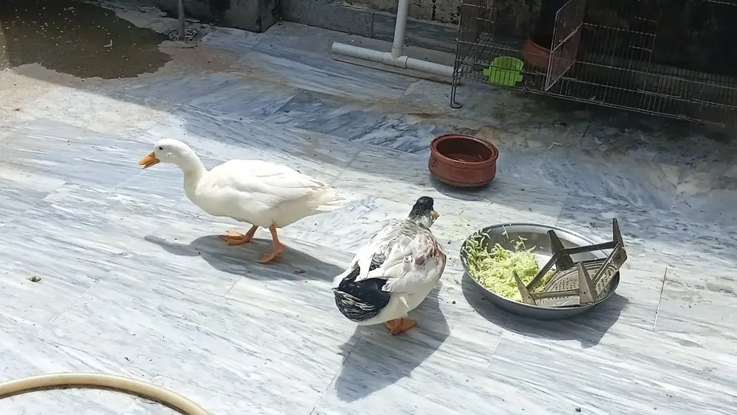 Duck pair 6 months