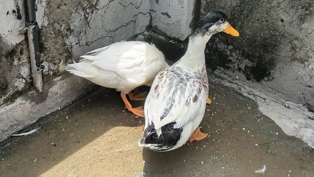 Duck pair 6 months — photo 2