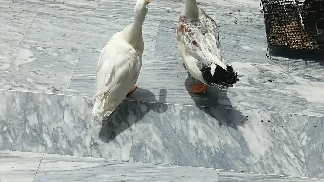 Duck pair 6 months — photo 3