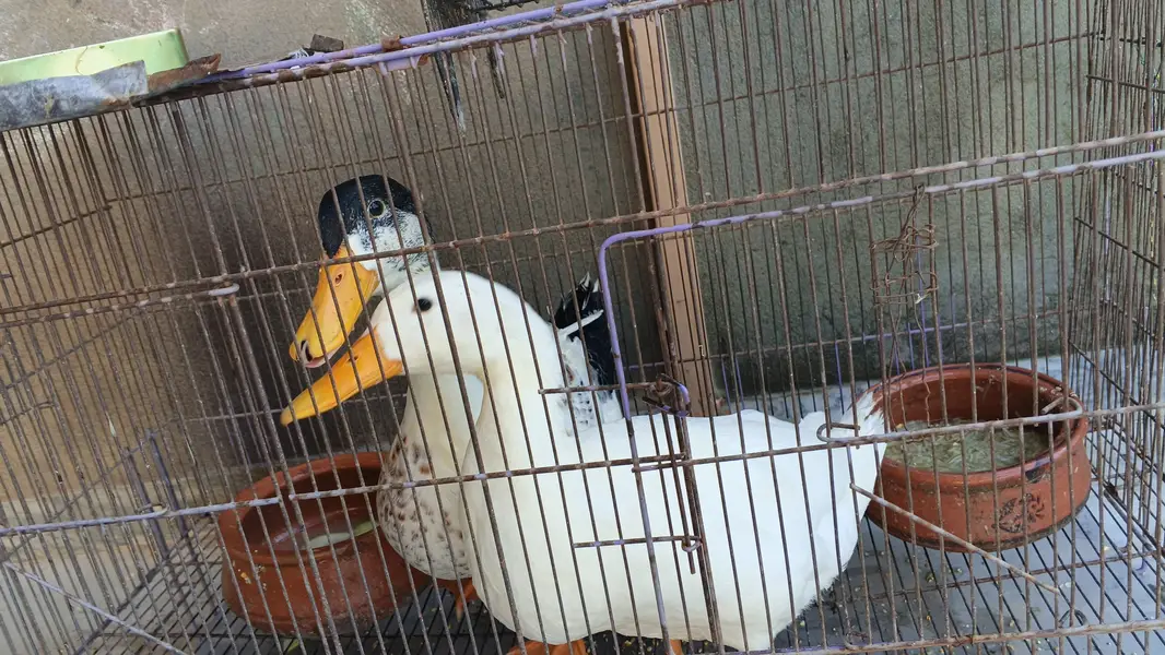 Duck pair 6 months — photo 4