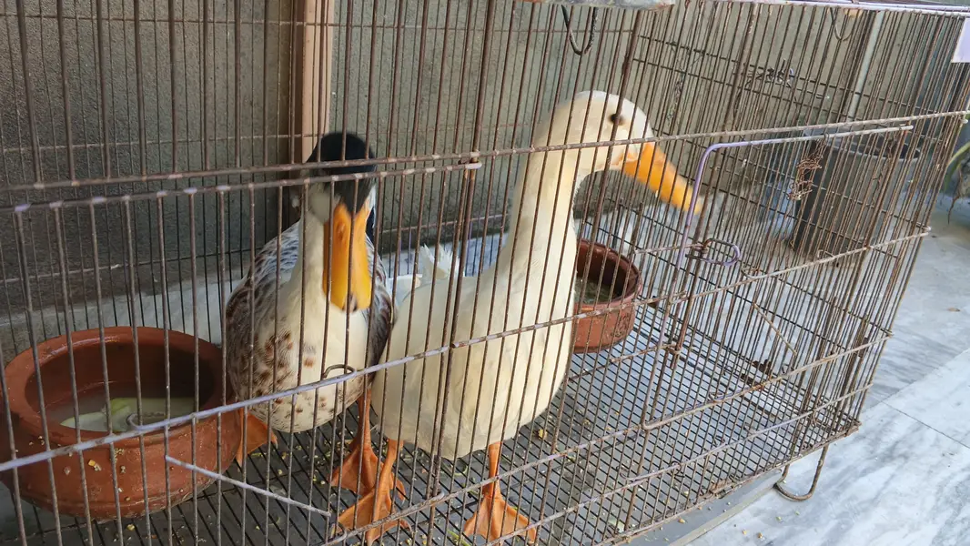 Duck pair 6 months — photo 5