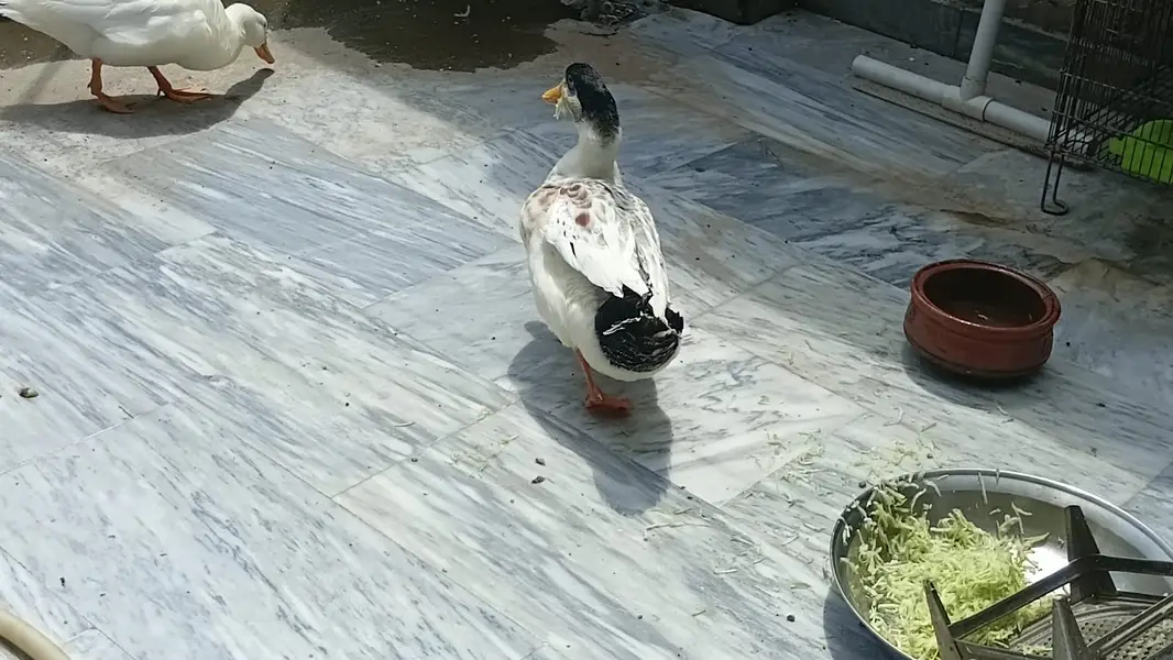Duck pair 6 months — photo 6