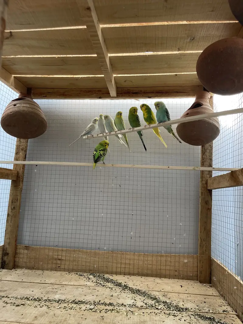 Wood cage — photo 5