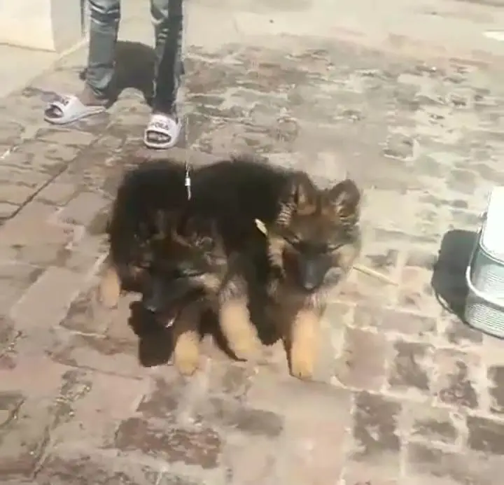 German Shepherd long coat puppies for sale my WhatsApp 03464290927 — photo 2