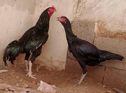high quality pure Black aseel for sale