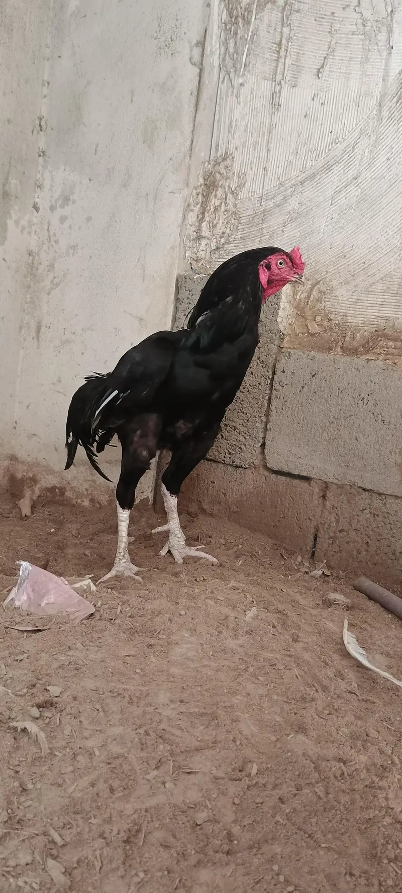 high quality pure Black aseel for sale — photo 2