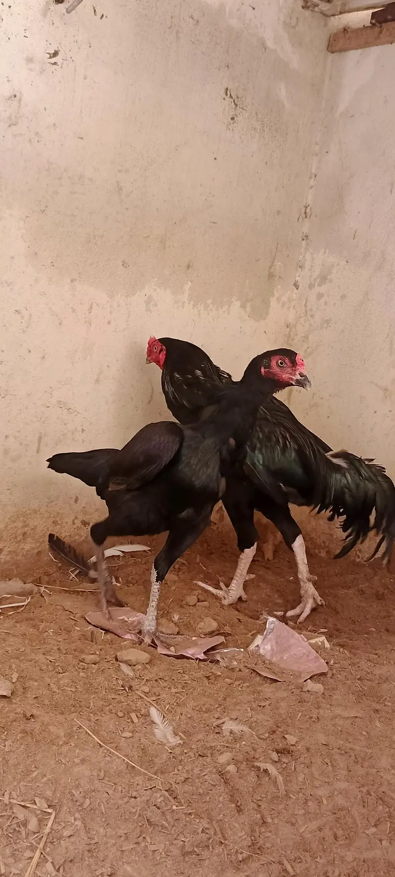 high quality pure Black aseel for sale — photo 3