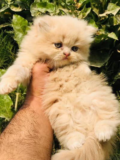 Cash on delivery parshion punch face kitten