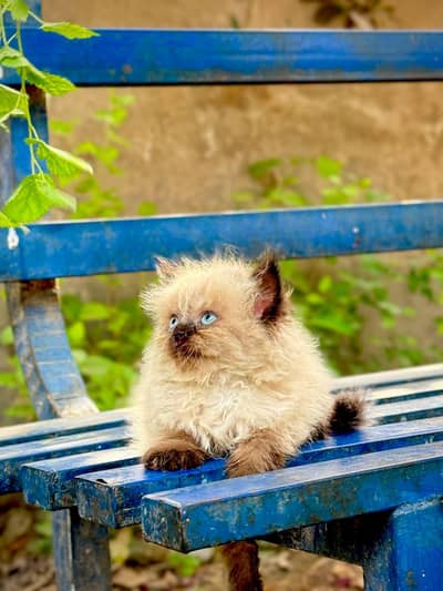 home delivery  parshion punch face kitten