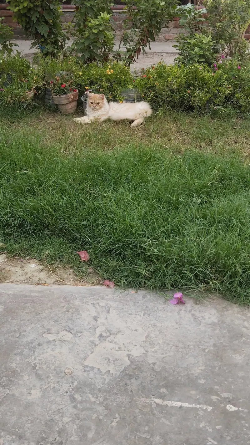 cocoo — photo 2