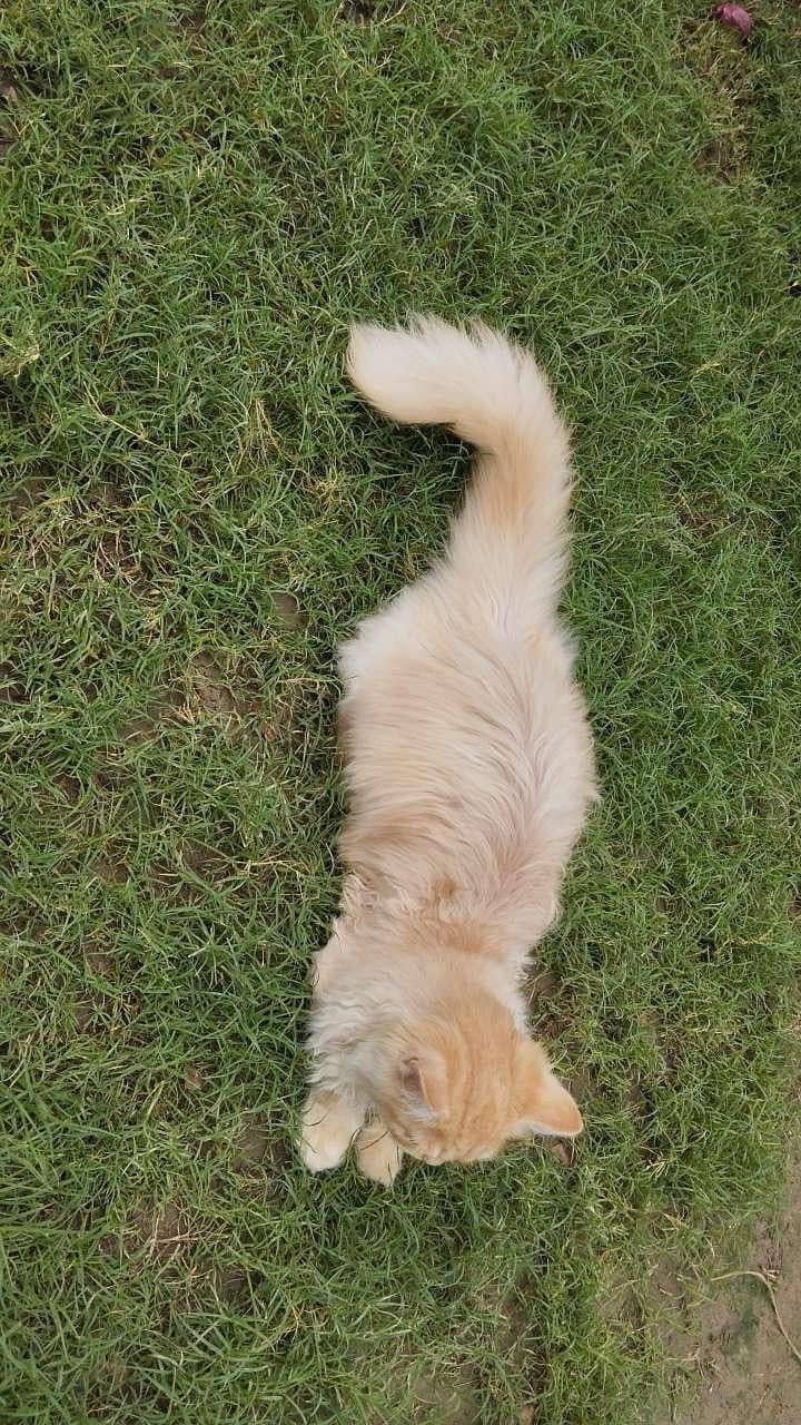 cocoo 2