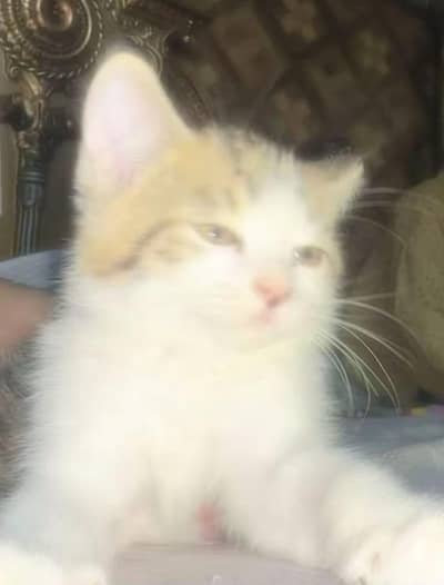 Beautiful Male Persian Kitten "Milo" | Fluffy Coat | Friendly & Active