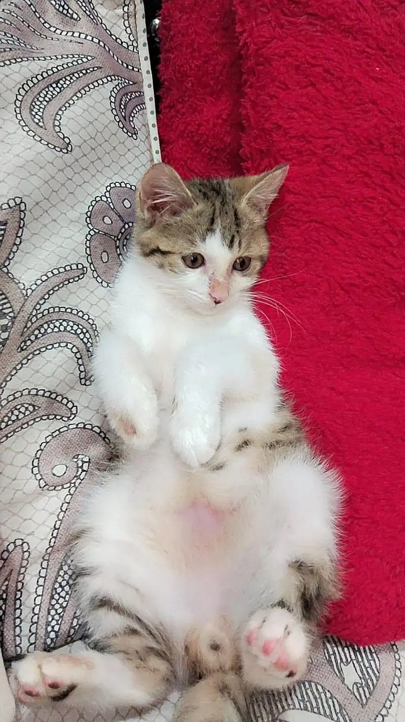 Beautiful Male Persian Kitten "Milo" | Fluffy Coat | Friendly & Active — photo 2