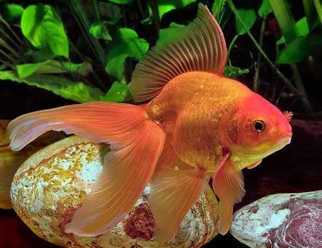Fantail/ Double Tail Goldfish for sale